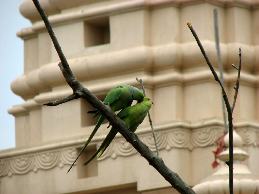 parrots Vrindavan